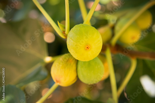 close-up of figs of the lady-neck variety at its ripening point