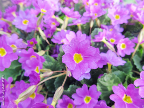 Purple flowers in the garden. Natural background