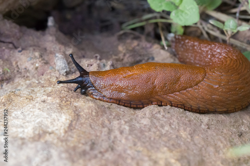 slug on a stone
