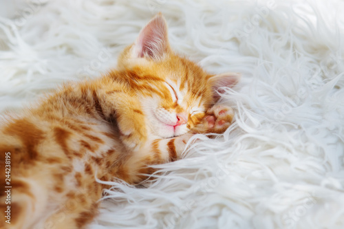 Cute little red kitten sleeps on fur white