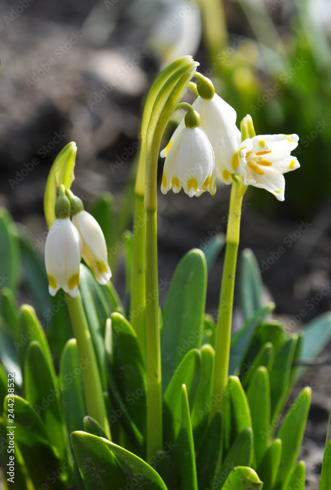 Fototapeta premium Spring flowering Leucojum vernum