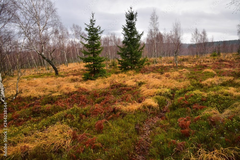 Fototapeta premium Brdy woods