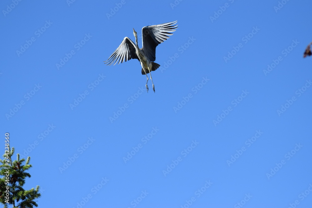 Obraz premium great blue heron in flight