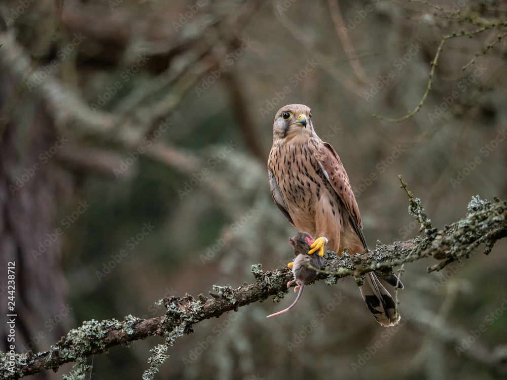 Saker falcon (Falco tinnunculus) sitting on a tree and holding a hunted mouse. Saker falcon in the forest. Saker falcon portrait. Saker falcon holds the mouse. Saker falcon (Falco tinnunculus) sitting on a tree and holding a hunted mouse. Saker falcon in the forest. Saker falcon portrait. Saker falcon holds the mouse.