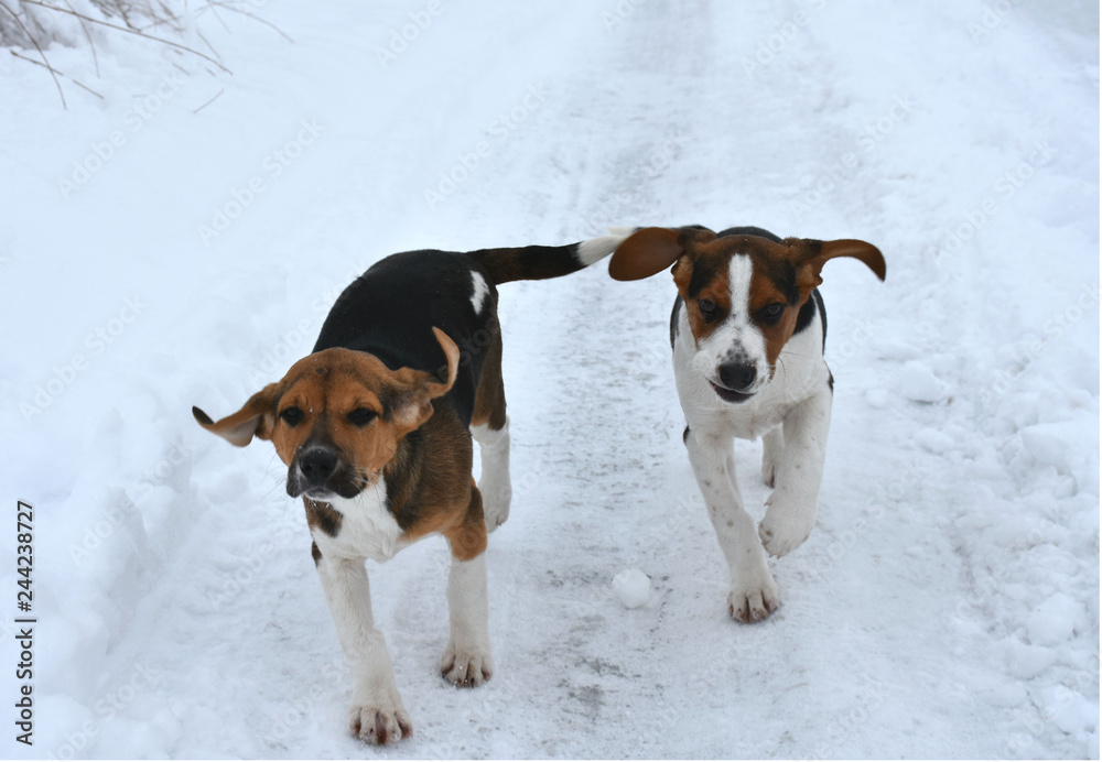 two hunting breed puppies running in the snow