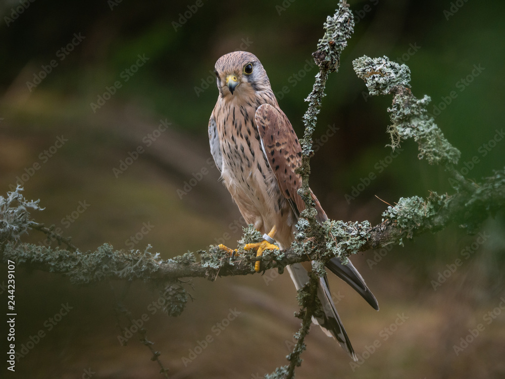 Saker falcon (Falco tinnunculus) sitting on the dry bough. Saker falcon in the forest. Saker falcon portrait. Saker falcon (Falco tinnunculus) sitting on the dry bough. Saker falcon in the forest. Saker falcon portrait.