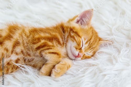 Cute little red kitten sleeps on fur white blanket © marchibas