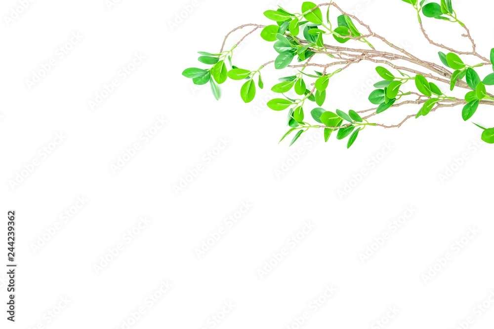 緑の葉のある枝　背景素材