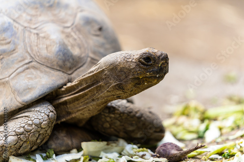 Tortoise turtle feeding very relaxed