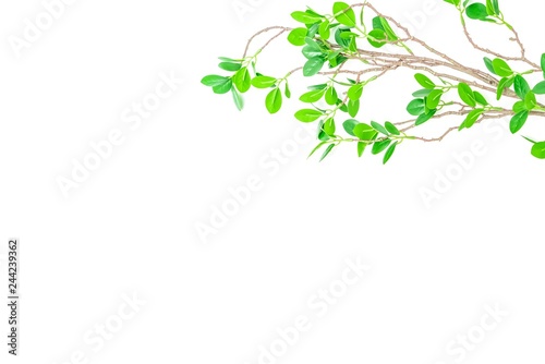 緑の葉のある枝 背景素材