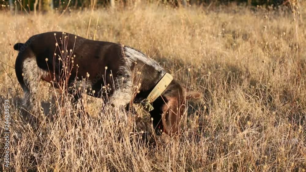 Hunting dog digs looking for prey, German Hunting Watchdog Drahthaar