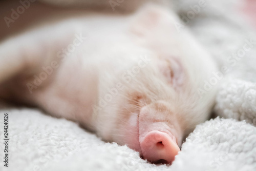 cute pig sleeps on a striped blanket. Christmas pig © Ксения Державина
