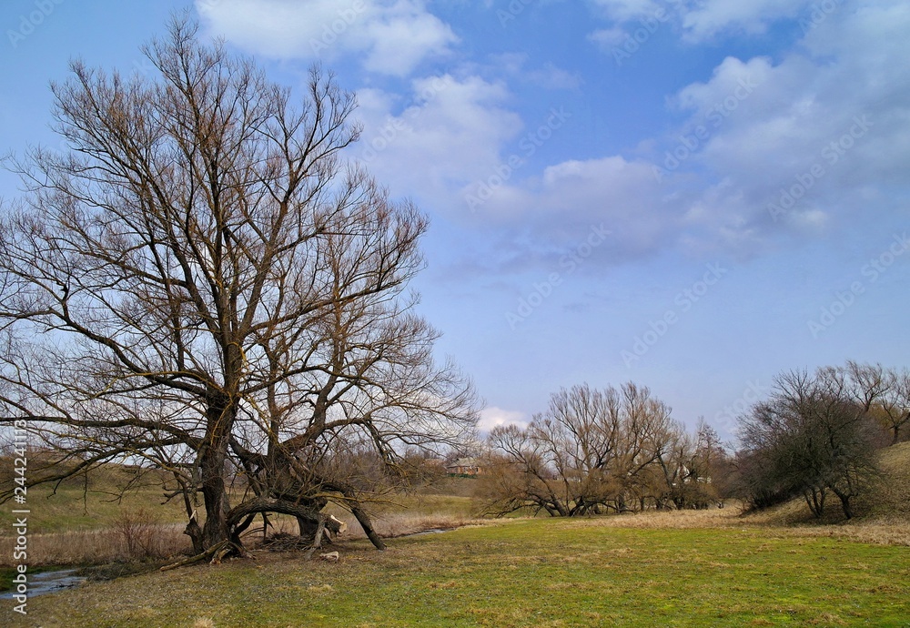 Obraz premium tree in the field