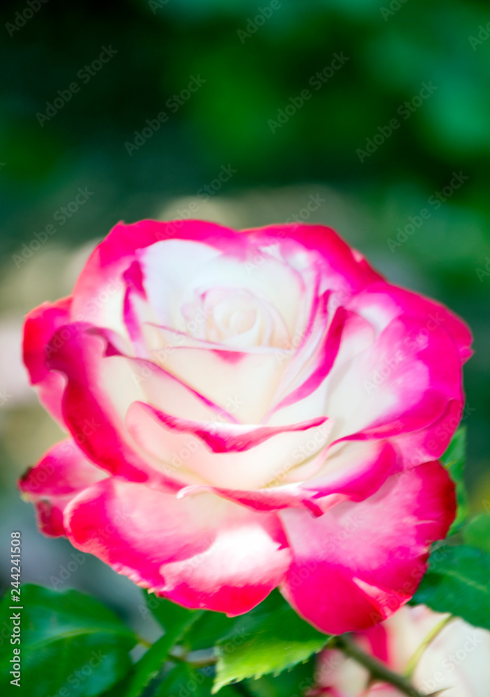 Flower with unfocused background