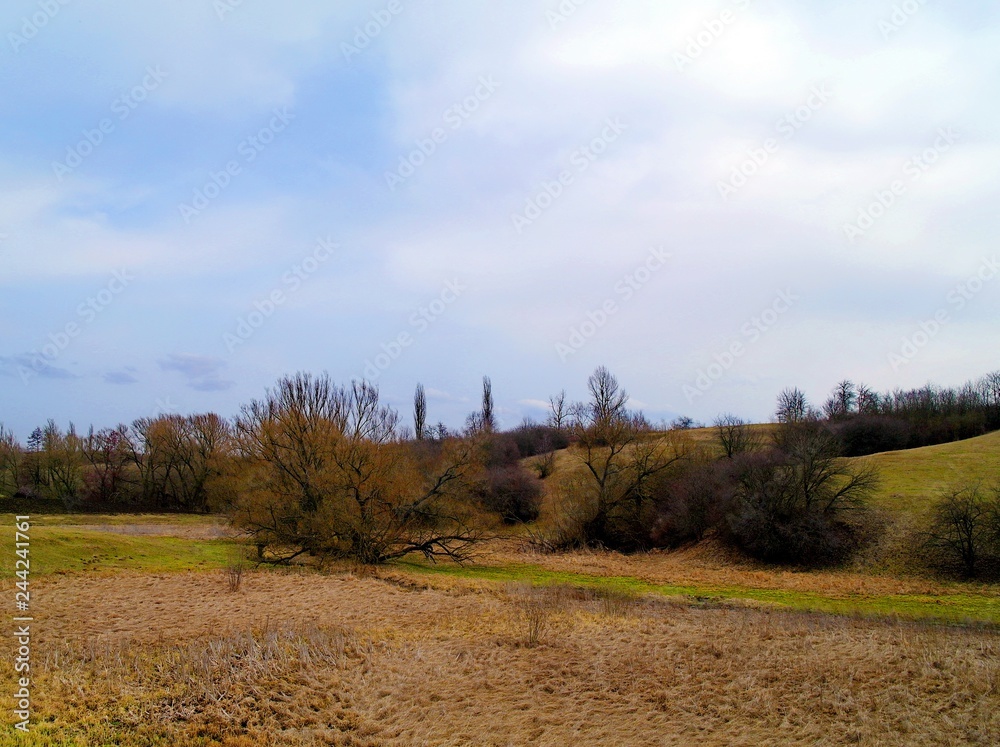 Fototapeta premium landscape with trees