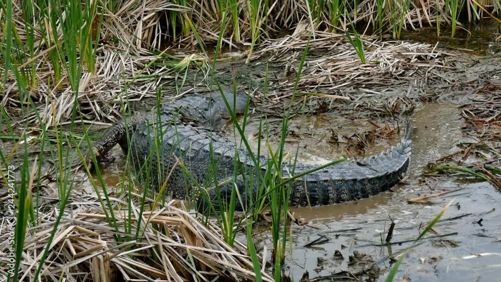 An American alligator crawling in mud of marsh at Port Aransas, Texas Nature Preserve. An American alligator crawling in mud of marsh at Port Aransas, Texas Nature Preserve.