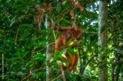 Wild Baby Sumatran Orangutan Eating a Banana in the Jungle