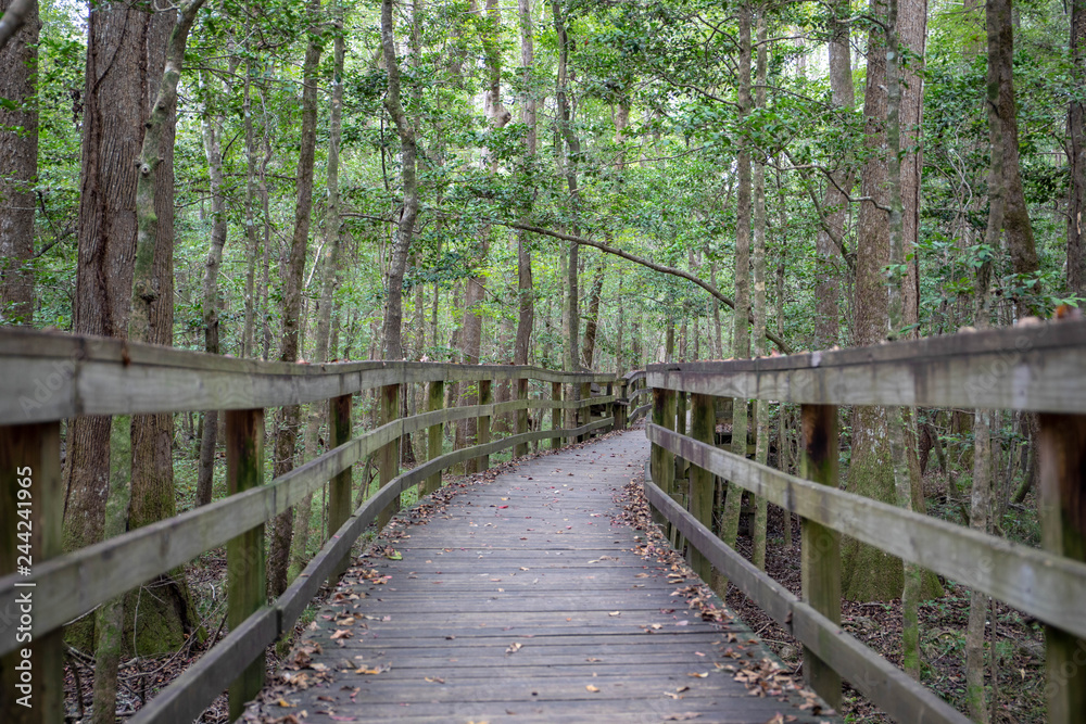 Congaree National Park, South Carolina Congaree National Park, South Carolina