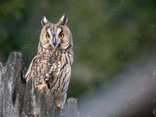 Long-eared owl (Asio otus) sitting on the tree. Beautiful owl with orange eyes on the dry tree in forest. Long eared owl portrait.