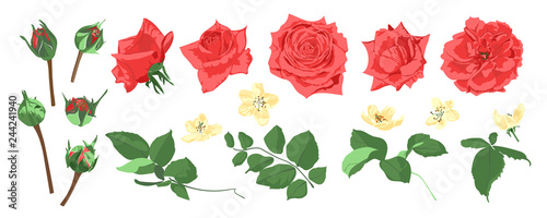 Wedding Card Invite Design  Vector Roses.