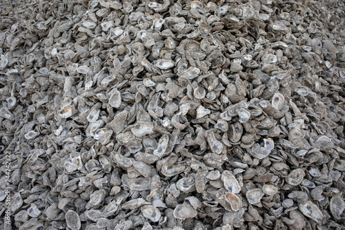 Wallpaper Mural Empty oyster shells in Apalachicola, Florida, United States Torontodigital.ca