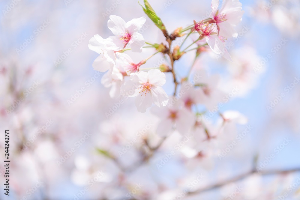 桜