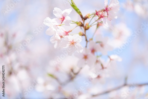 桜 © garage38