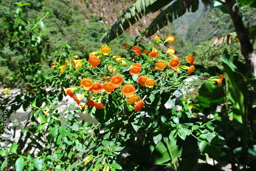 orange Blume in Aguas Calientes, Peru
