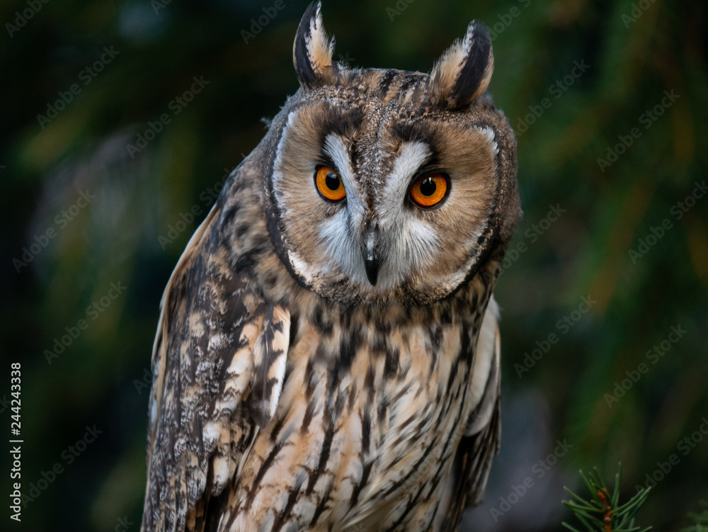 Fototapeta premium Long-eared owl (Asio otus) sitting on the tree. Beautiful owl with orange eyes on the tree in forest. Long eared owl portrait.