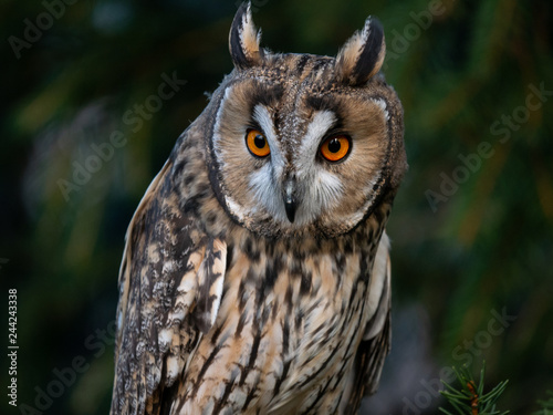 Long-eared owl  Asio otus  sitting on the tree. Beautiful owl with orange eyes on the tree in forest. Long eared owl portrait.