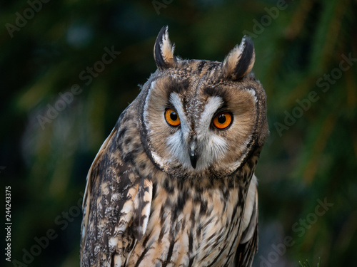Long-eared owl (Asio otus) sitting on the tree. Beautiful owl with orange eyes on the tree in forest. Long eared owl portrait. © Peter