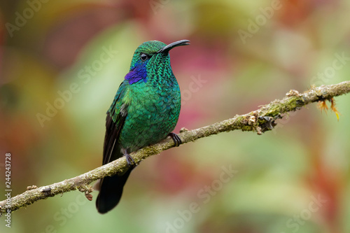 Lesser Violetear - Colibri cyanotus - mountain violet-ear, metallic green hummingbird species commonly found from Costa Rica to northern South America © phototrip.cz