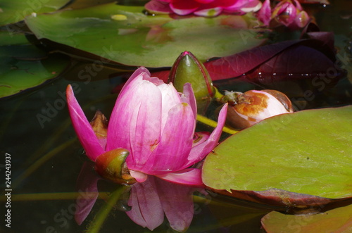 Pink water lily  in a pond. Lotus flower. Nymphaea photo