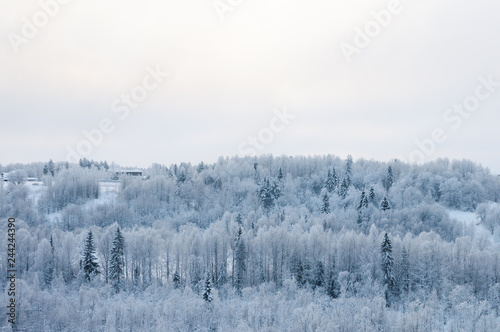 Country winter landscape - snowy forest in North Russia