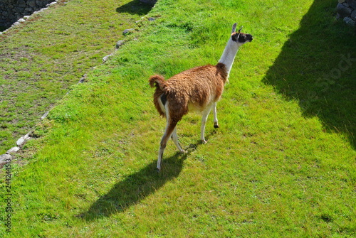 Alpaka in Machu Picchu, Peru photo