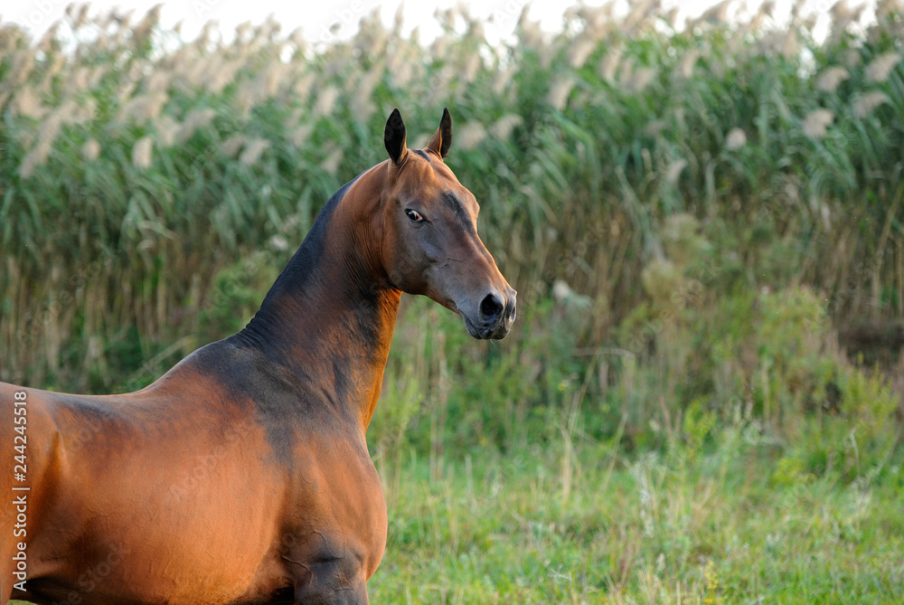 Bay Akhal Teke horse giving an arroant look backwards with tall green grass on the background. Horizontal, portrait,sideways. Bay Akhal Teke horse giving an arroant look backwards with tall green grass on the background. Horizontal, portrait,sideways.