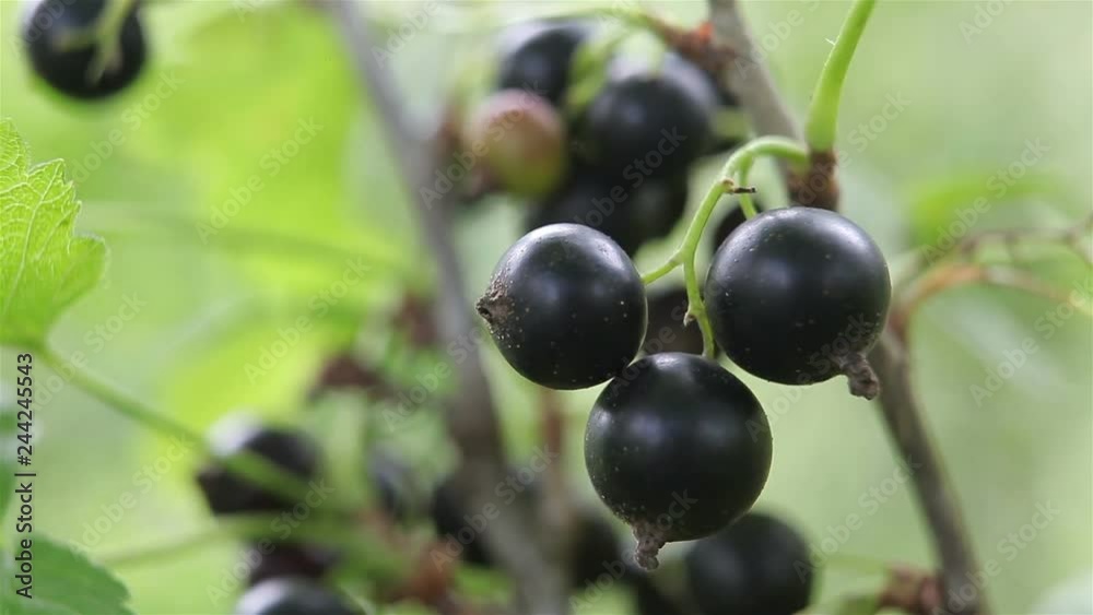 A bush of black ripe currant. A mature ripe berry of black currant on a country plot. A bush of black ripe currant. A mature ripe berry of black currant on a country plot.