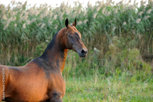 Bay Akhal Teke horse giving an arroant look backwards with tall green grass on the background. Horizontal  portrait sideways.