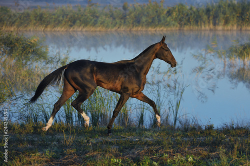 Delicate black Akhal Teke horse runs in trot over the waterline in the suumer field. Horizontal  sideways  motion.
