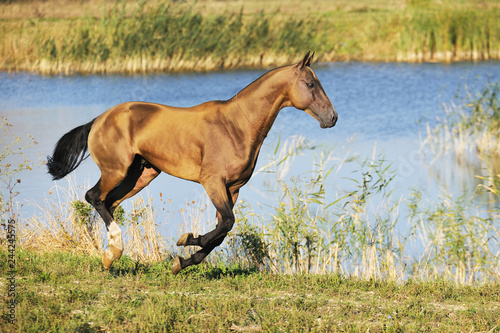 Fotografija Buckskin Akhal-Teke horse runs in gallop along water in the summer field