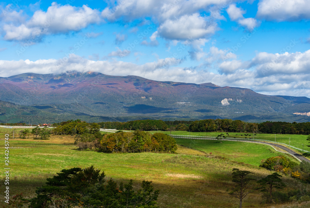 Fototapeta premium 宮城紅葉の栗駒山と栗駒高原の牧場の放牧牛