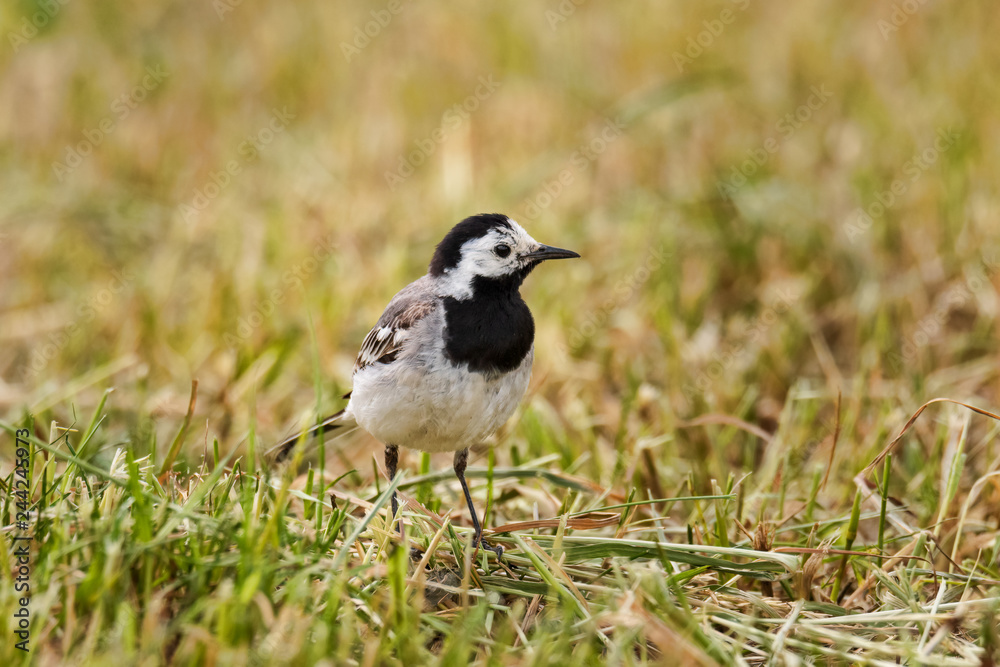 white wagtail in early spring in stockholm white wagtail in early spring in stockholm