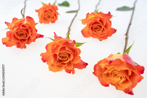 Arrangement of coral color rose flowers  on the white background