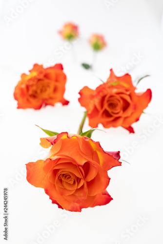 Arrangement of coral rose flowers on the white background.Soft focus