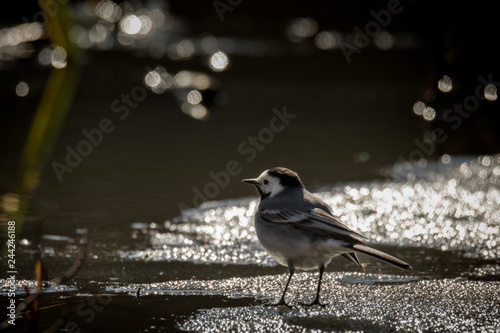 Canvas Print white wagtail on ice in early spring in stockholm