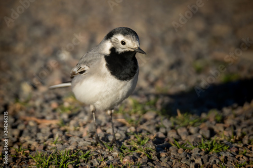 Canvas Print white wagtail in early spring in stockholm