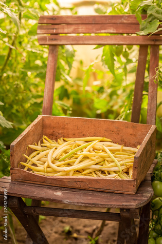 Tasty yellow beans in a old wooden box in greenhoue photo