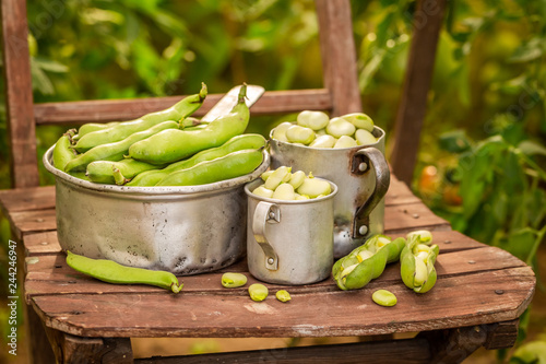 Fresh and green broad beans in small greenhouse