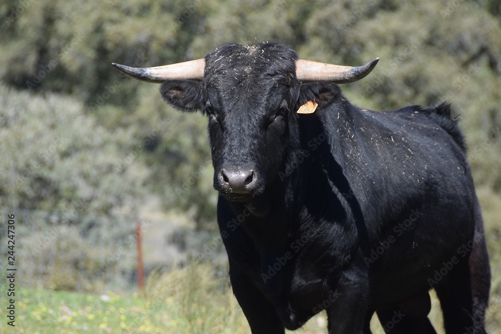 toro de lidia toro de lidia
