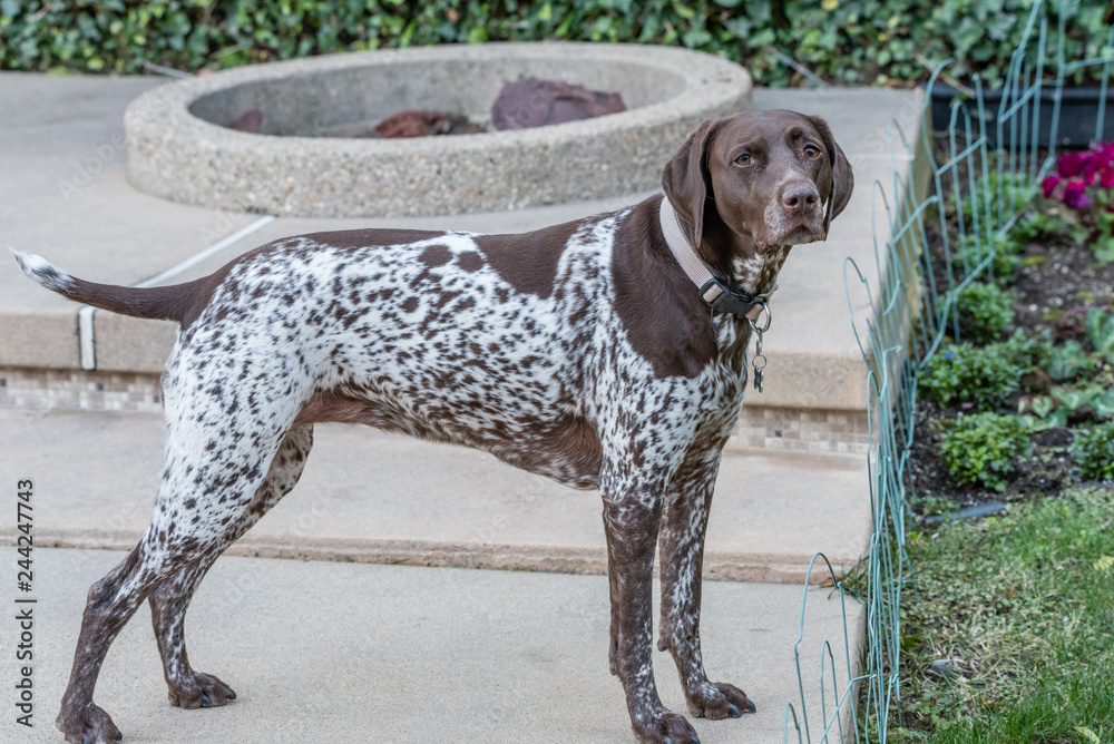 Beautiful shorthaired german pointer